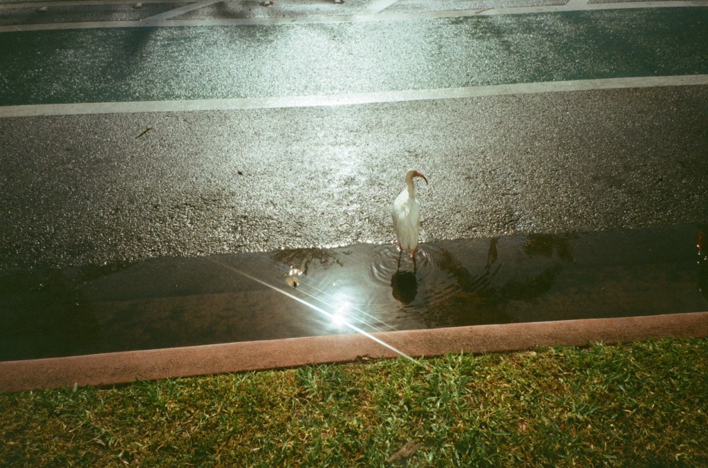 Photograph of a street. Water collected at the sides of the street is in the bottom half of the compositon. A white bird is standing in the water and the sun reflects off the surface.